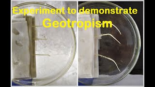 Geotropism experiment [upl. by Conlon63]