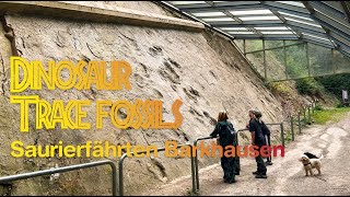 Trace Fossils Barkhausen Germany [upl. by Kennard]