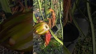 Bees pollinating a dragonfruit flower 😍🐝 dragonfruitflower spring bees dragonfruit pitaya p [upl. by Stambaugh]