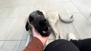 Kangal yavrusu 8 Aylık Alanya Türkiye 28 April 2024 Kangal Hunde 8 Monate Türkei Alanya [upl. by Jemena]