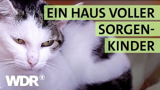 Ausgesetzt und schwer verletzt Wird die Katze überleben  S02E04  Hallo Tierheim  WDR [upl. by Stoat]