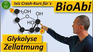 Glykolyse detailliert NEU  Zellatmung vertiefend  Vorbereitung auf das Biologie Abitur [upl. by Hgeilyak]