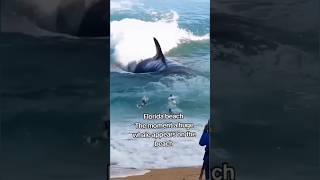 Florida beach The moment a huge whale appears on the beach florida shortvideo [upl. by Prissie]