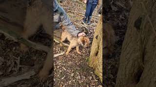 Massive Rat Hiding in tree stump destroyed by border terrier [upl. by Elly53]