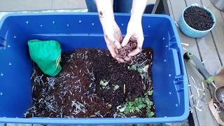 Vermicomposting 101 How to Create amp Maintain a Simple Worm Bin [upl. by Jo685]