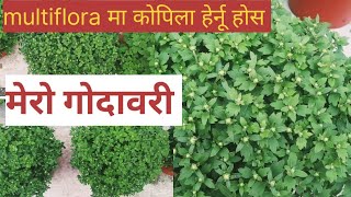 Chrysanthemum flowers plants। मेरो multiflora मा कोपिला हेर्नू होस। गोदावरी फूल [upl. by Einej]