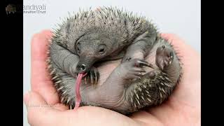 Echidnas Are Amazing [upl. by Anayek]