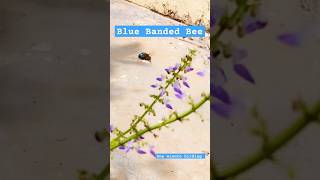 Andhi mazhai pozhigirathuBlue banded beebluebeebeeColeusflowersgardeninggardentrendingshorts [upl. by Ayam]