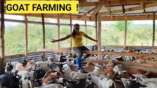 The Cost Of Starting A Profitable GOAT Farming BUSINESS For Beginners [upl. by Griff]