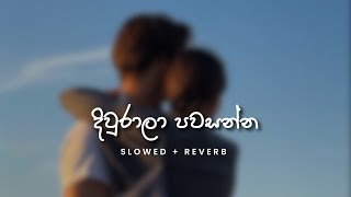 Centigradz  දිවුරාලා පවසන්න Slowed  Reverb [upl. by Drolet]