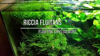 BEST Aquarium Live Plants  RICCIA Fluitans [upl. by Bristow964]