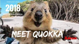 Quokka The happiest animal in the world Meet Quokka [upl. by Acinaj]