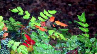 Cedar Waxwing Birds Dining on Mahonia Berries [upl. by Marci]