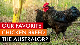 Our favorite chicken breed the Australorp [upl. by Eserrehs399]