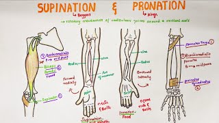 Supination and Pronation in forearm  Anatomy [upl. by Urbana835]