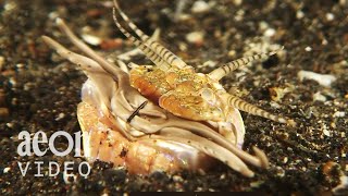 The Sinister Bobbit Worm [upl. by Dorren]