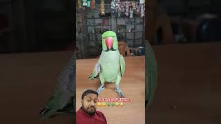 Tote ne nishana lagana sikhaya shorts comedy funny parrot totewali tota greenscreen mithu [upl. by Eleon]