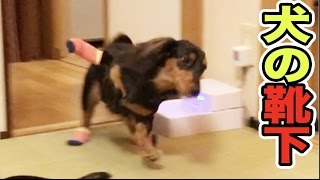 犬に靴下を履かせたら変な動きが止まらないwww【爆笑】 [upl. by Labina]