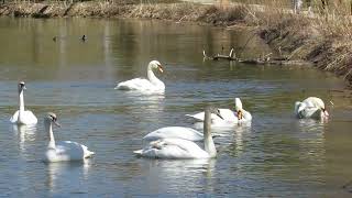 Mute swans Stratford Ontario  clip 0927 [upl. by Bannerman864]