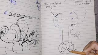 Neuronal circuit of cerebellum afferent and effernet tracts guyton 57 part 2 [upl. by Oby119]