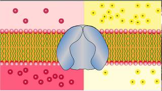 Types of Transport  Uniport Antiport and Symport Glucose and NaK Transporters [upl. by Bigford669]