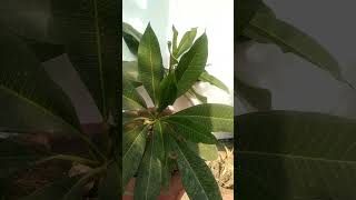 Plumeria alba plant summer short viralvedio trending [upl. by Peppi]