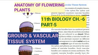 Class 11 BiologyCh6 Part5Ground amp Vascular tissue systemSimple tissueStudy with Farru [upl. by Cyna]