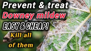 get rid of Downey mildew prevent and treat with 100 natural ways [upl. by Elkin]