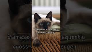 are siamese cats cross eyedshorts [upl. by Eilla]