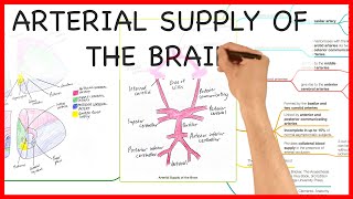 THE ARTERIAL SUPPLY OF THE BRAIN ANATOMY SERIES [upl. by Cedric]