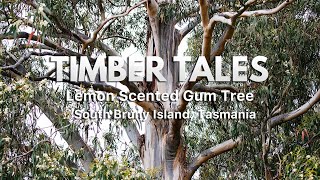 Timber Tales Discovering the Aromatic Lemon Scented Gum Tree of South Bruny Island Tasmania [upl. by Anilorac65]