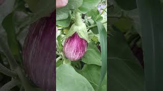 Aubergines les 3 sortes quil faut avoir au jardin 🍆 [upl. by Flyn576]