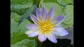 blue water lilyNymphaea nouchali [upl. by Sallyanne101]