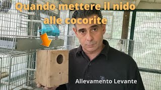 Quando mettere il nido alle cocorite [upl. by Siramaj]