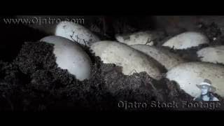 Alligator Reproduction 0202 Time Lapse [upl. by Akined]