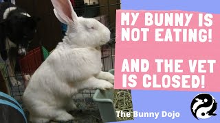 WHAT TO DO IF VET IS CLOSED GI STATIS AND GAS How to help my rabbit [upl. by Htiffirg]