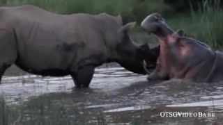 Hippo and Rhino Highlights [upl. by Lladnik]