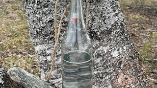 Collecting Birch sap for a vitaminboost [upl. by Kciremed]