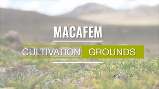 Macafem Cultivation Grounds [upl. by Kappel733]