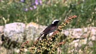 Pied Wheatear [upl. by Enuahs]