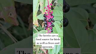 American pokeweed 😍🍃 tinydreamerhomestead Americanpokeweed pokeweed [upl. by Letnom]