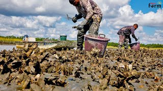 Millions of Tons of Oysters Are Raised and Harvested This Way [upl. by Batory]