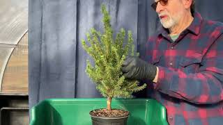 How to transform Dwarf Alberta Spruce nursery stock into Bonsai Part 1 13Nov2023 [upl. by Enovahs167]