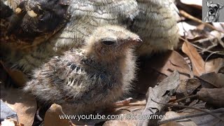 Inquisitive 9 day old NIGHTJAR Chick [upl. by Eibloc]