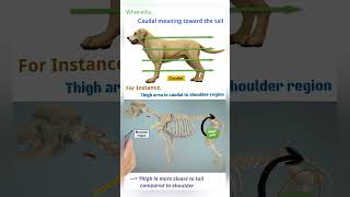 quotExplaining Anatomy Cranial vs Caudal and Dorsal vs Ventral quot shorts veterinary animalanatomy [upl. by Akeihsat411]