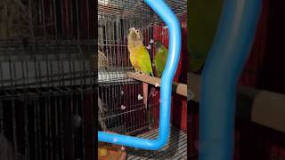 Green cheek conure  dancing youtubeshorts ytshorts parrot greencheekedconure [upl. by Asaeret]