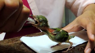 Feeding baby barbets 1 [upl. by Hertzog144]