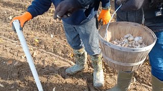 Planting Garlic 2023 [upl. by Lilla]