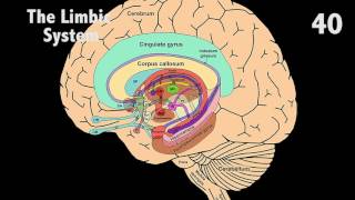 The Limbic System in 60 seconds [upl. by Hilel625]