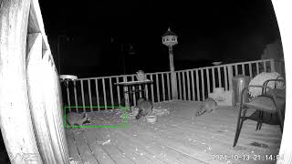 Raccoons all over the deck Look at them moving around in front of the Wyze Cam [upl. by Eninaj]